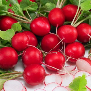 BIO Rzodkiewka - Saxa 2 - Certyfikowane nasiona ekologiczne - 425 nasion
