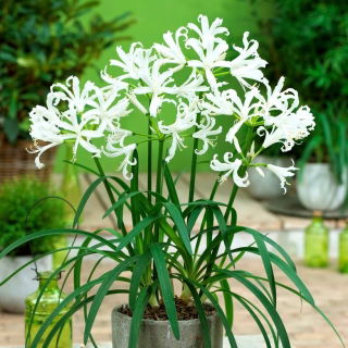 Nerine Alba - 1 cebulka