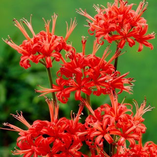 Nerine Kodora - 1 cebulka