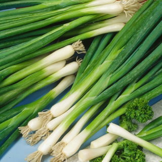 Cebula siedmiolatka Winter Nest - 100 gram - 45000 nasion