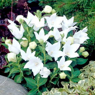 Platykodon, Rozwar wielkokwiatowy - White