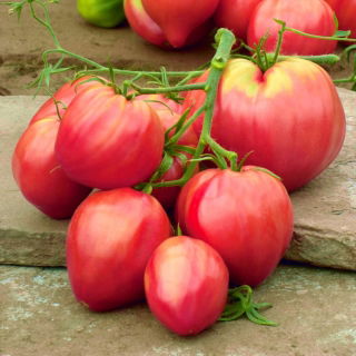 Pomidor gruntowy Malinowy Bawole Serce - 50 nasion