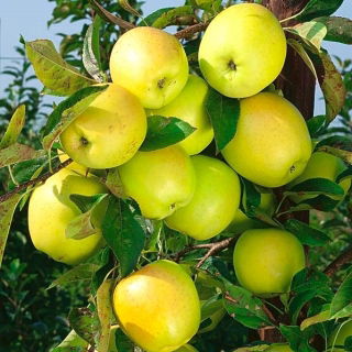 Jabłoń Golden Delicious - sadzonka XXL