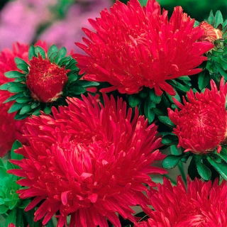 Aster chiński peoniowy Opalfeauer