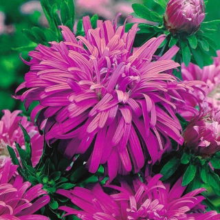 Aster chryzantemowy Ametyst - jasnolila