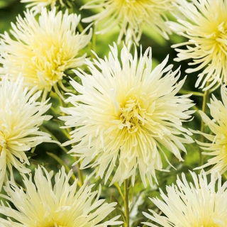 Aster igiełkowy Lemon - kremowy