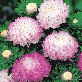 Aster peoniowy Aurora - biało-różowy