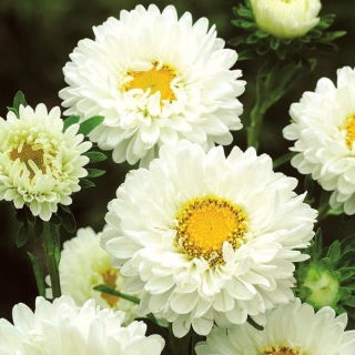 Aster półpełny Iskra - biały