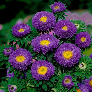 Aster półpełny Iskra - fioletowy