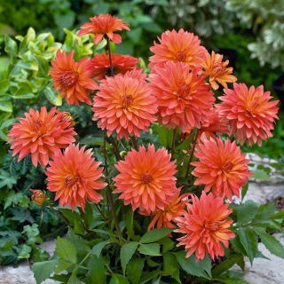 Dalia Melody Swing