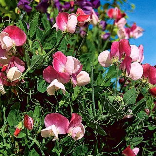 Groszek pachnący Pansy Lavender Flash