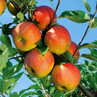 Jabłoń Koksa Pomarańczowa - sadzonka XXL