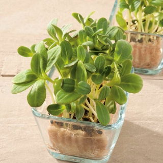 Microgreens - Ogórecznik lekarski - młode listki o unikalnym smaku
