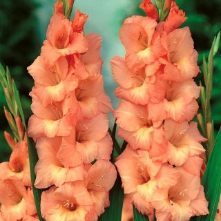 Gladiolus - Mieczyk Spic and Span - 5 cebulek