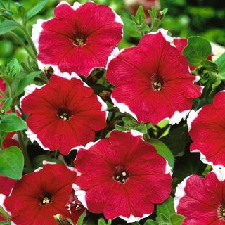 Petunia ogrodowa Iluzja - czerwona - 400 nasion
