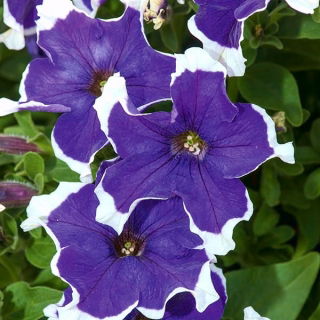 Petunia ogrodowa Iluzja - niebieska - 400 nasion