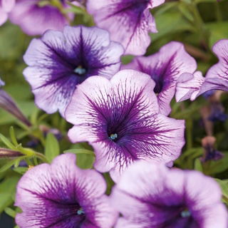 Petunia ogrodowa Tęcza - fioletowa - 400 nasion