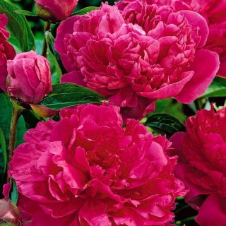 Piwonia, Paeonia - Felix Crouse - 1 kłącze