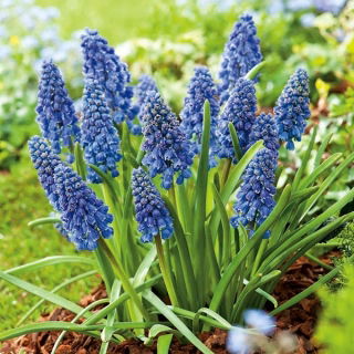 Szafirek Artist - 10 szt.