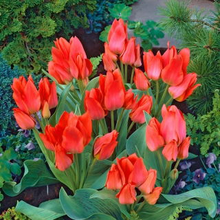 Tulipan Toronto - 5 cebulek