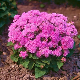 Żeniszek Pink Ball - różowy