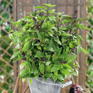 Bazylia cynamonowa - 325 nasion