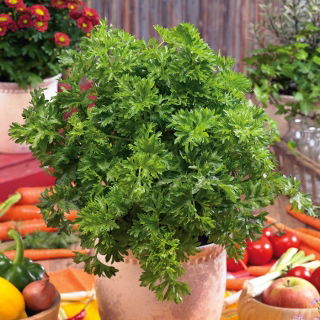Seler naciowy Pikant - 520 nasion