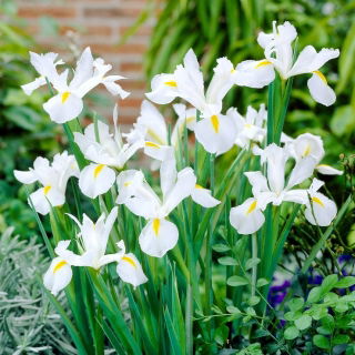 Irys holenderski White Excelsior - 10 cebulek