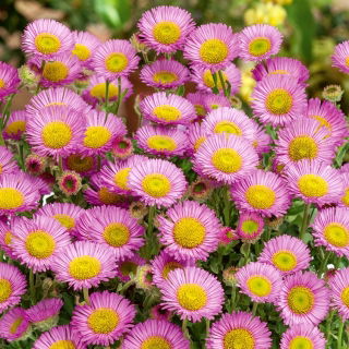 Erigeron - lilaróżowy, oryginalny kwiat