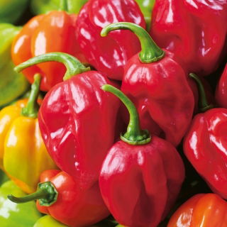 Papryka Habanero Red - ostra, czerwona