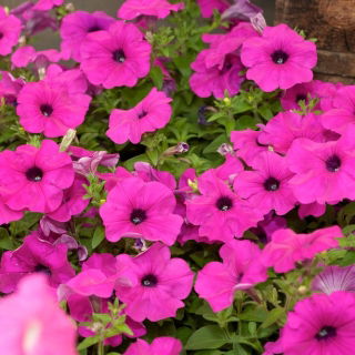 Petunia ogrodowa - Kaskada różowa - 160 nasion
