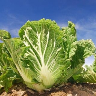 Kapusta pekińska Bristol - NASIONA OTOCZKOWANE