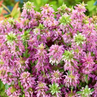 Monarda, Pysznogłówka cytrynowa - 180 nasion