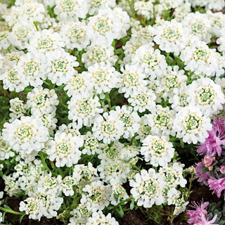 Ubiorek wieczniezielony - 125 nasion