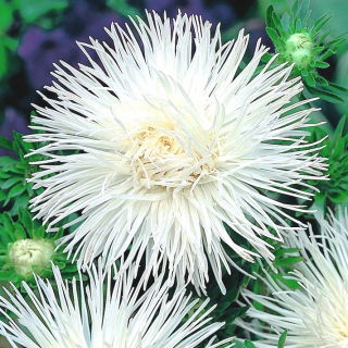 Aster chiński igiełkowy Angora - biały