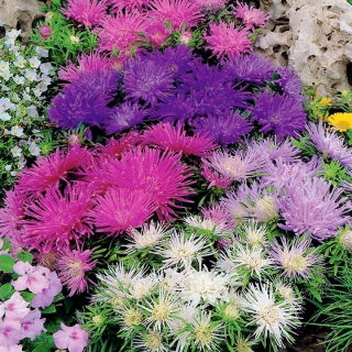 Aster chiński karłowy – Teisa Stars - 150 nasion