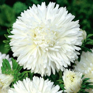 Aster chiński peoniowy Perła