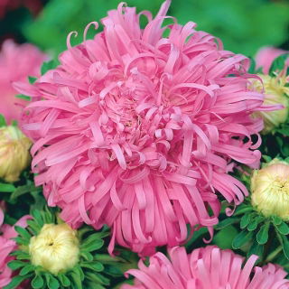 Aster chryzantemowy Beryl - różowy - 250 nasion
