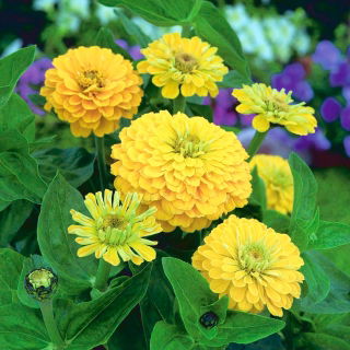 Cynia wytworna daliowa Canary Bird - 120 nasion
