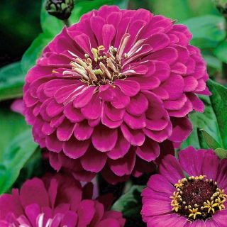 Cynia wytworna Liliput Purple Gem fioletowa