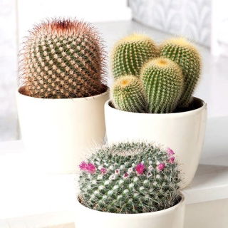 Mamilaria - kaktus meksykański - 50 nasion