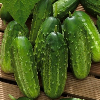 Ogórek Basza - kwaszeniak - 175 nasion