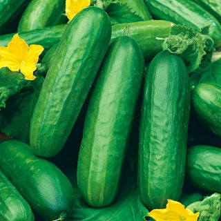 Ogórek Hamilton - pod osłony - nasiona odmian profesjonalnych dla każdego - 10 nasion