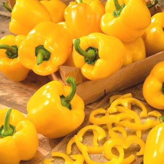 Papryka Marta Polka - słodka do uprawy w gruncie - 10 gram - 1600 nasion