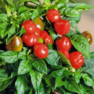 Papryka Peppino F1 - ostra, doniczkowa - 10 nasion