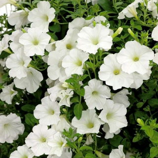 Petunia ogrodowa - Kaskada biała - 160 nasion
