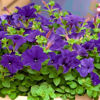Petunia wielkokwiatowa niebieska - 80 nasion