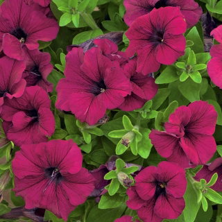 Petunia wielkokwiatowa - wiśniowa - 80 nasion