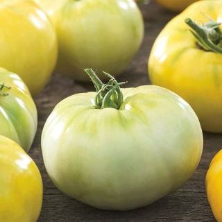 Pomidor biały - White Beefsteak