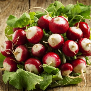 Rzodkiewka Caro - wczesna - 100 g